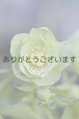 DDグリーンホワイトエッヂ小輪「一茶」　原種ハイブリット　　　No/2116