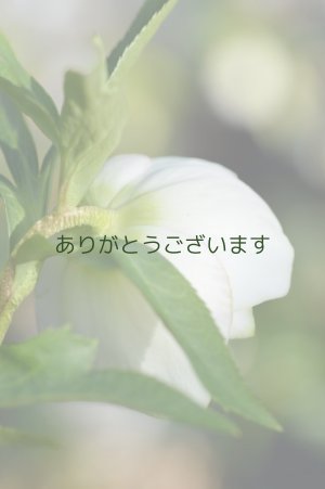 画像5: DDホワイトグリーンリップ　No/2225　