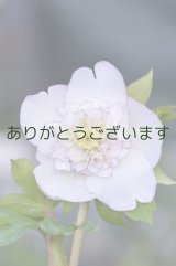 SDホワイトピコティ　ビックネクタリー　多弁系　　No/2128