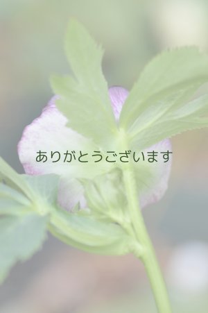 画像5: LSDレッド　ラージネクタリー　　No/22002　　