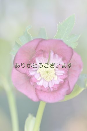 画像2: LSDレッド　ラージネクタリー　　No/22002　　