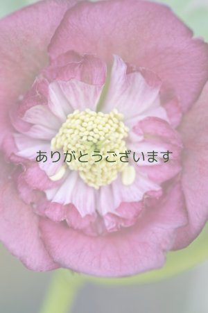 画像3: LSDレッド　ラージネクタリー　　No/22002　　