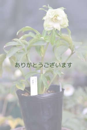 画像7: DDホワイトグリーンリップ　利休　　No/2264