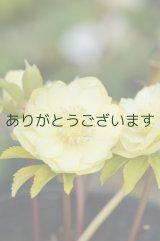 DDイエローゴールド　花茎４本立ち　No/2250