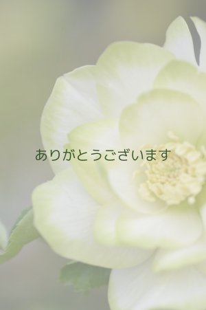 画像3: DDホワイトグリーンリップ　利休　　No/2269