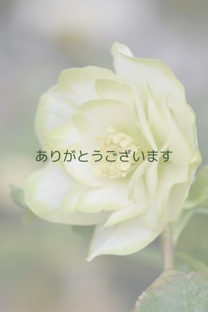 画像6: DDホワイトグリーンリップ　利休　　No/2269