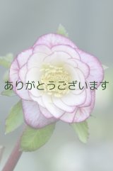 DDホワイト濃いピンクぼかしピコティ　No/2271