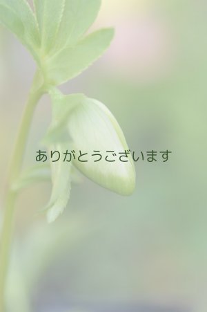 画像7: DDホワイトグリーンリップ　利休　【小さな傷みがあります】3本＋1立ち　No/2276