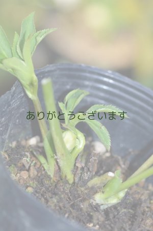 画像8: DDホワイトグリーンリップ　利休　【小さな傷みがあります】3本＋1立ち　No/2276