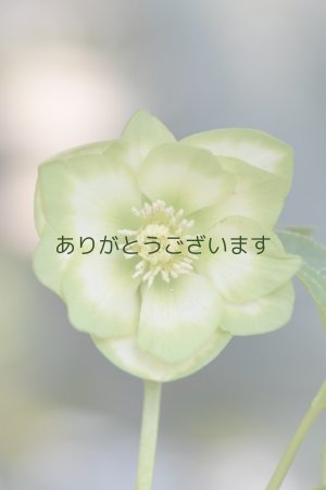 画像4: DDホワイトグリーンリップ　利休　【小さな傷みがあります】3本＋1立ち　No/2276