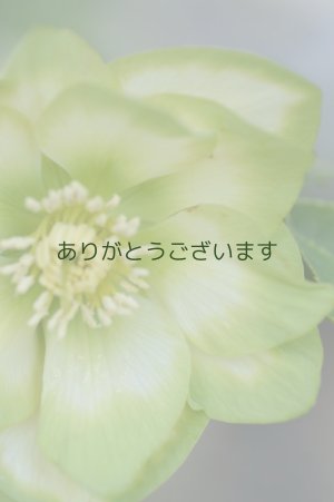 画像2: DDホワイトグリーンリップ　利休　【小さな傷みがあります】3本＋1立ち　No/2276