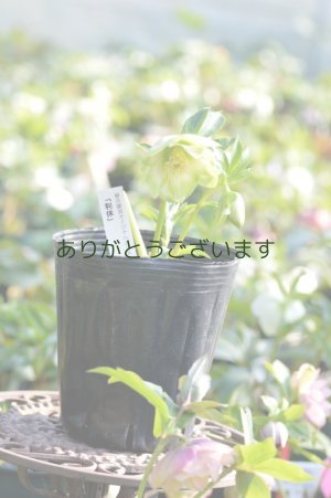 画像9: DDホワイトグリーンリップ　利休　【小さな傷みがあります】3本＋1立ち　No/2276