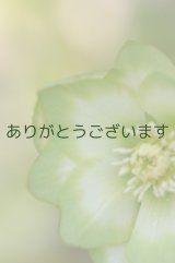 DDホワイトグリーンリップ　利休　【小さな傷みがあります】3本＋1立ち　No/2276