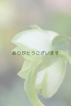 画像6: DDホワイトグリーンリップ　利休　【小さな傷みがあります】3本＋1立ち　No/2276