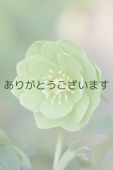DDグリーンホワイトエッヂ「一茶」　原種ハイブリット　　　No/2278