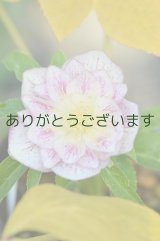 　DDホワイトピンクぼかしベインゴールド　【一番花しべ落ちしました】　No/2280