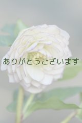 DDホワイト糸ピコティ　多弁・多花　　No/2289