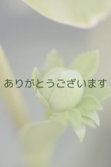 DDグリーンホワイトエッヂ「一茶」【訳あり】　原種ハイブリット　　　No/2279
