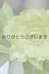 DDホワイトグリーンリップ　「利休」　　　No/2294