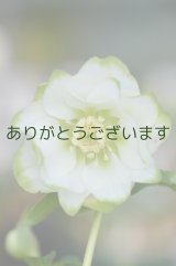 DDホワイトグリーンリップ　「利休」　【傷みがありますが２本立ち】　　No/2298