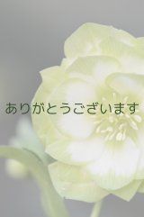 DDホワイトグリーンリップ　「利休」　【傷みがあります】　　No/22100