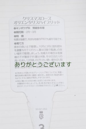 画像5: 利休さん咲くかも？苗　008　※送料無料