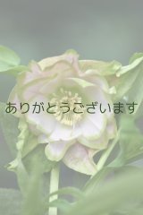 DDピンクグリーンリップ　桜利休　No/2306　【訳あり・傷み・しべが落ちかけております】