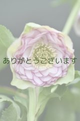 DDホワイトピコティ　多弁カップ咲き　　No/2317　