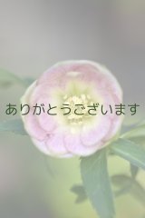 DDリバーシブルグリーンリップ　利休　カップ咲き　No/2305　【２番花・傷みがあります】