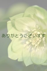　DDホワイトグリーンリップ　利休　　No/2320　【3番花・花茎3本】