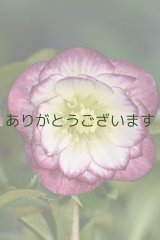 DDホワイトレッドグラデーション　花茎２本立ち　　No/2321　