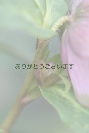 画像8: DDピンクグリーンリップ　桜利休　No/2324　