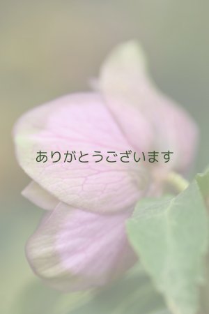 画像6: DDピンクグリーンリップ　桜利休　No/2324　