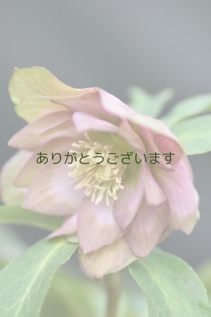 画像5: DDピンクグリーンリップ　桜利休　No/2324　