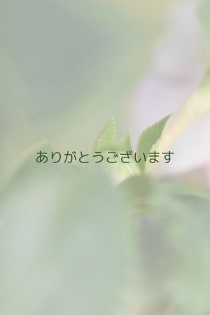 画像8: DDピンクグリーンリップ　桜利休　No/2328　