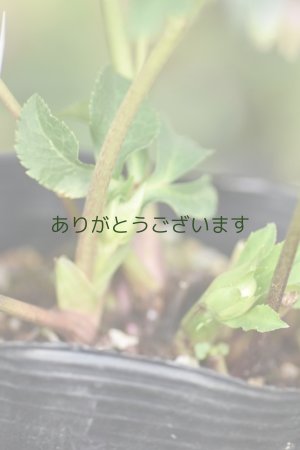 画像11: DDピンクグリーンリップ　桜利休　No/2328　