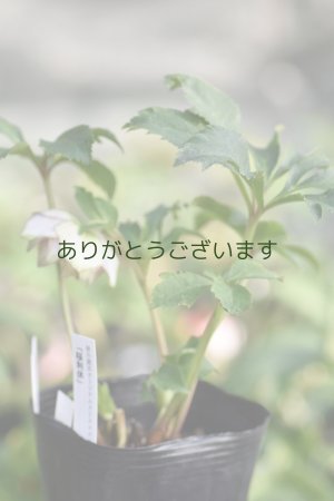 画像13: DDピンクグリーンリップ　桜利休　No/2328　