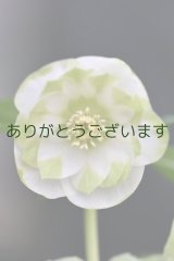 DDホワイトグリーンリップ　利休　No/2310　【２番花】