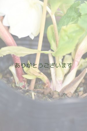 画像7: DDホワイトゴールド　No/2323　【２・3番花】