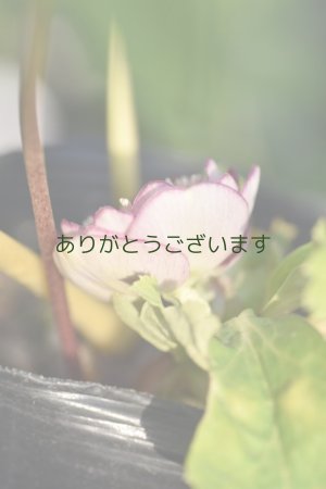 画像5: DDレッド底白ゴールドリバーシブル　小輪　No/2332　