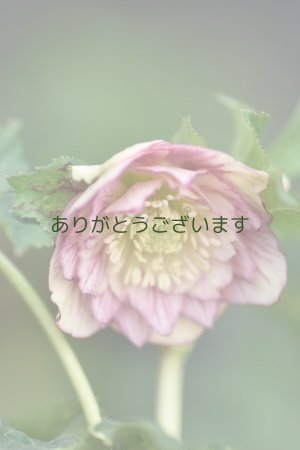 画像4: DDホワイトぼかしピンクベイン　No/2325　