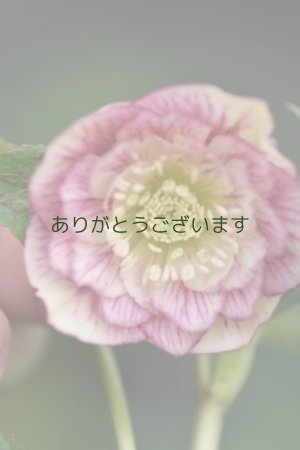 画像5: DDホワイトぼかしピンクベイン　No/2325　