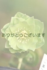 DDグリーンホワイトエッヂ小輪「一茶」　原種ハイブリット　No/2329　