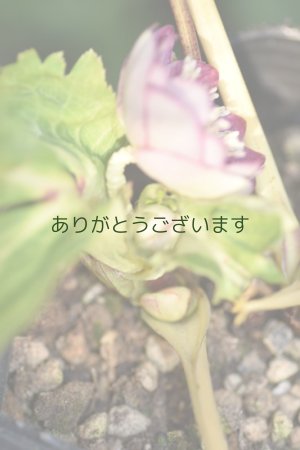 画像6: DDレッド底白ゴールドリバーシブル　小輪　No/2332　