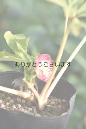 画像7: DDレッド底白ゴールドリバーシブル　小輪　No/2332　