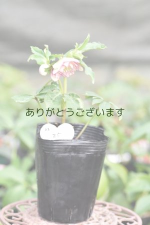 画像9: DDホワイトぼかしピンクベイン　No/2325　