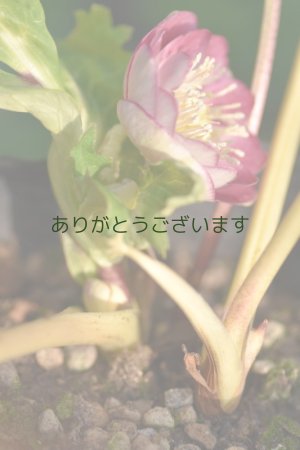 画像4: DDレッド底白ゴールドリバーシブル　小輪　No/2332　