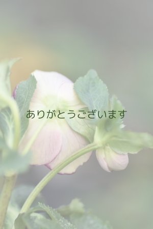 画像7: DDホワイトぼかしピンクベイン　No/2325　