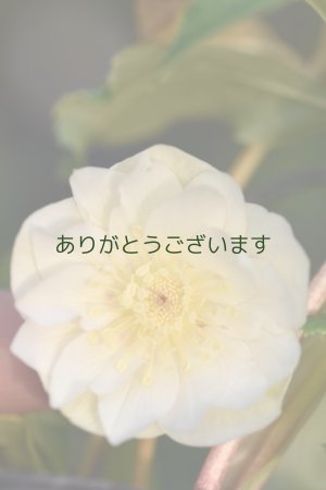 画像2: DDホワイトゴールド　No/2323　【２・3番花】