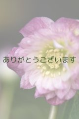 DDピンクかすり　　No/2353　【２番花　花茎３本立ち】